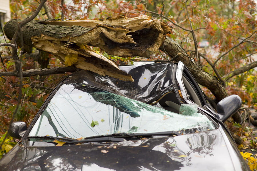 Treen fallen on a car with broken windshield